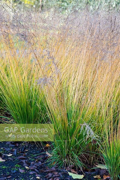 Molinia caerulea subsp. Caerulea 'Edith Dudszus', November, Hampshire   Credit: GAP Photos/Rachel Chappell Molinia Caerulea, Plant Photography, Plant Combinations, Grasses, Hampshire, Submarine, Garden Plants, Garden Design, Gap