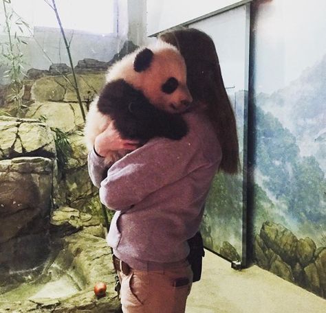 Bei Bei - Baby panda hugs (they must be the best hugs ever!) Pandas Hugging, Panda Babies, Panda Hug, Best Hugs, Baby Pandas, Panda Images, Giant Pandas, Cat Hug, Red Pandas