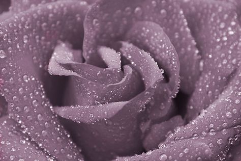 Dusty Purple Purple And Gray Wedding, Roses Pinterest, Purple Wedding Decorations, Purple Rooms, Gray Wedding, Dream Destination Wedding, Dull Colors, Dusty Purple, Lavender Wedding