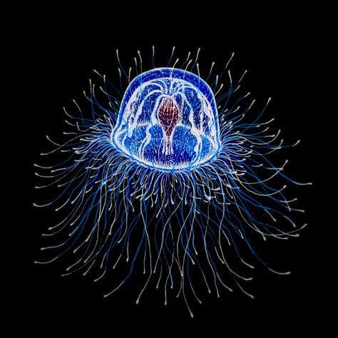 almatma_fig.7 turritopsis nutricula - immortal jellyfish (2013) Halitrephes Jellyfish, Immortal Jellyfish, Creature Marine, Deep Sea Creatures, Beautiful Sea Creatures, Underwater Creatures, Alien Creatures, Aquatic Animals, Creature Feature