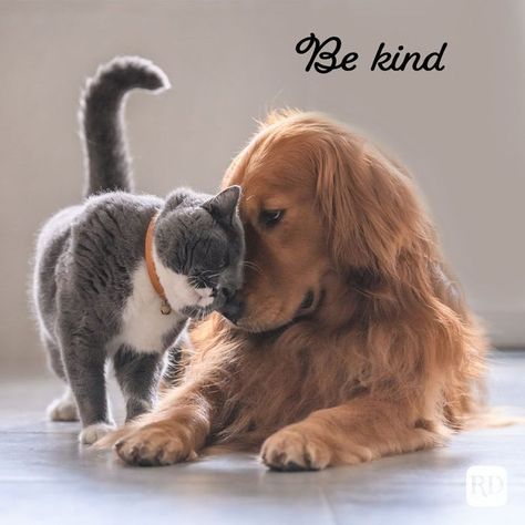 Carry out a random act of kindness, with no expectation of reward, safe in the knowledge that one day someone might do the same for you. Spread some love—and laughs—with these sweet memes. Grain Free Dog Food, Dry Cat Food, Dry Dog Food, Small Breed, Basset Hound, Humane Society, Pet Health, Cat Food, Dog Life