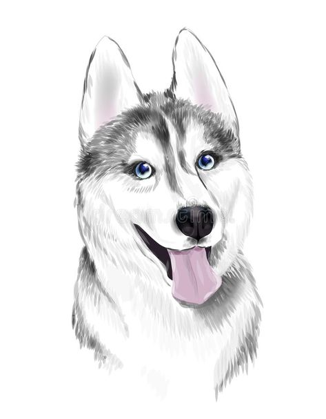 Husky Drawing, Husky With Blue Eyes, Husky Faces, White Husky, Dog Stock Photo, Siberian Husky Dog, Dog Sketch, Cute Kawaii Animals, Wolf Love