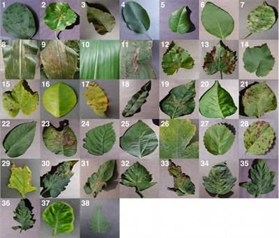 Plant Diseases Identification, Plant App, Disease Symptoms, Modern Food, Plant Problems, Plant Diseases, Computer Vision, Deep Learning, All About Plants