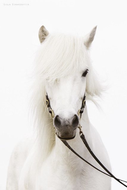 White Horse, White