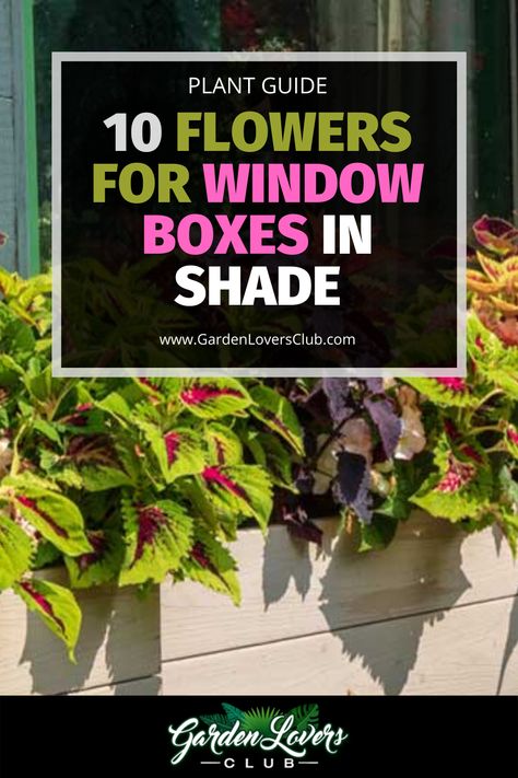 In this guide, we will take a look at 10 different plants that will thrive in a shady window flower box. We will discuss how each one looks and the type of care that it will need to grow in the space. Window Box Shade Flowers, Window Boxes In Shade, Plants For Window Boxes In Shade, Shaded Planter Box Ideas, Shade Flower Boxes Window, Shady Window Box Ideas, Shaded Window Box Flowers, Flower Box Ideas For Shade, Morning Sun Window Boxes