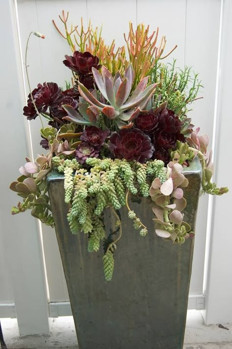 Succulent arrangement from Simply Succulents Succulent Planter Ideas, Tall Succulents, Succulent Design, Succulent Landscape Design, Succulent Garden Design, Succulent Centerpieces, Succulent Garden Diy, Succulents Decor, Growing Succulents