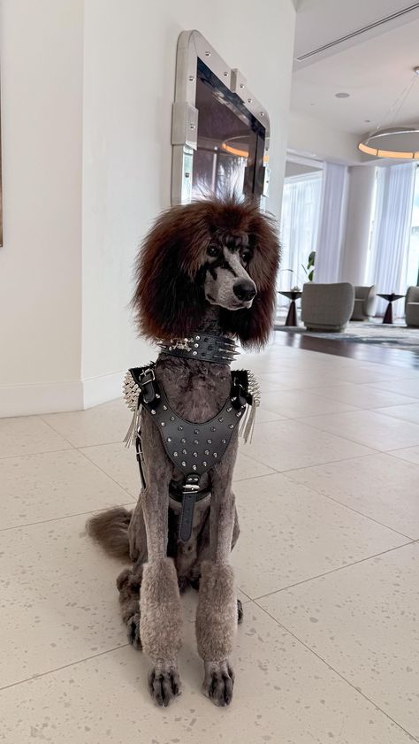 Simon The Standard | Spooky season is here and Simon says he’s Ready to ROCK 🎸 🤘🏼 What costume are you wearing this year?! 🎃 #cuddlween #kisscostume... | Instagram Dog Creative Grooming, Cool Dog Haircuts, Lamb Haircut Dog, Asian Fusion Standard Poodle, Shaved Poodle, Mini Poodle Haircut, Dog Hairstyle, Standard Poodle Cuts, Poodle Hairstyles