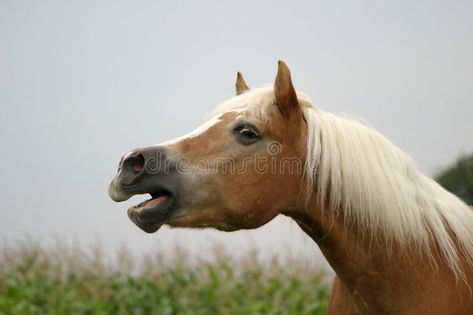 Neighing horse. Portrait of a neighing haflinger horse , #Aff, #horse, #Neighing, #Portrait, #haflinger, #neighing #ad Horse Neighing, Haflinger Horse, Horse Portrait, Animal Heads, Stock Photography Free, Horse Breeds, Horse Head, Image Photography, Beautiful Horses