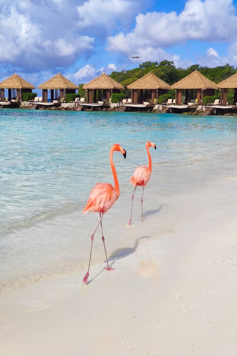 Two hot pink flamingos walking across the shoreline of a tropical white sand beach and blue water. In the back there are six cabanas surounding the bay. There's a plane in the sky. Aruba Flamingo Beach, Aruba Aesthetics, Aruba Flamingo, Flamingo Beach Aruba, Aruba Hotels, Aruba Resorts, Aruba Beach, Flamingo Pictures, Flamingo Beach