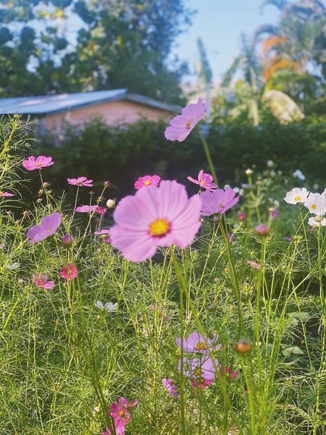 Cosmo Plant, Cosmos Flowers Aesthetic, Cosmo Flowers, Cosmo Flower, Cosmo Flower Tattoo, Cosmos Plant, October Flowers, I Love Rain, Cosmos Flowers