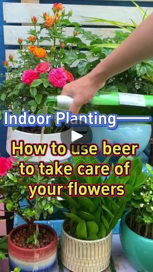 Homemade Plant Fertilizer, Plant Fertilizer, Planting Plants, Grafting Plants, Gardening Planting, Backyard Garden Diy, Plants Diy, Plant Tips, Inside Garden