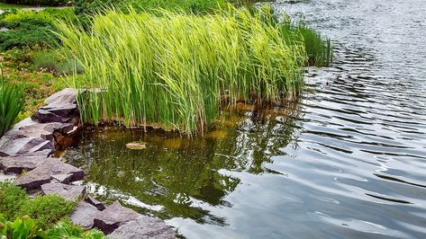 Transform Your Shoreline With These Landscaping Ideas Shoreline Landscape Ideas, Waterfront Landscaping Ideas, Plants For Lake Shoreline, Shoreline Landscaping Lakes, Lakeside Landscaping Ideas, Lake Landscaping Ideas, Lake Shoreline Ideas, Lakeshore Landscaping Ideas, Lake Shore Landscaping Ideas