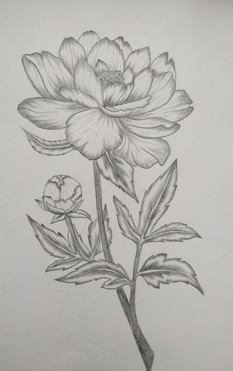 Floral Pencil Sketch, Detailed Flower Drawings, Flower Sketches Pencil Shading, Drawing Ideas Creative Sketchbooks Easy, Beautiful Flowers Drawing Sketches, Flower Pencil Sketches, Peonies Drawing, Sketches Of Flowers, Rose Flowers Drawing