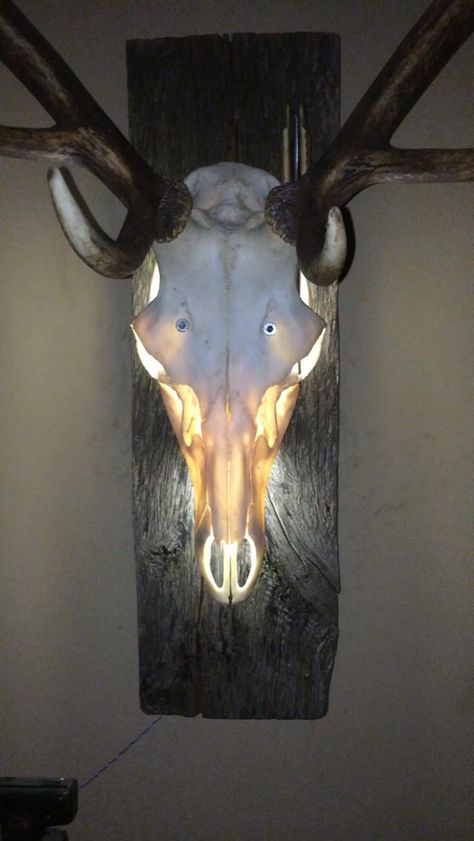 Buck Skull Decor, Deer Head Decor Bedroom, Hog Skull Mount, Deer Skull Decor Ideas, Unique Deer Mount Ideas, Mounted Deer Antlers, European Buck Mount Ideas, European Skull Mount Ideas Diy, Painting Deer Skulls