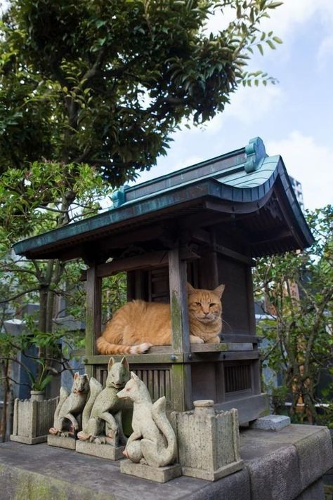 Japan Animals, Animals Aesthetic, Ancient Asia, Japanese Shrine, Cats Christmas, Cats Stuff, Cats Design, Cat City, Animal Spirit