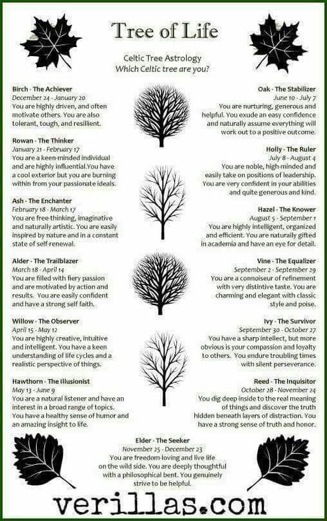 ★ Tree Of Life ★ Celtic Tree Astrology, Magickal Herbs, Aries Astrology, Magia Das Ervas, Moon Witch, Celtic Mythology, Spiritual Cleansing, Celtic Tree, Celtic Symbols