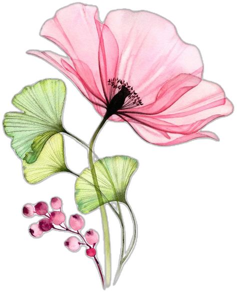 Xray Flower, Flower With Leaves, Watercolor Pencil Art, Poppy Bouquet, Transparent Art, Poppy Drawing, Flower Silhouette, Watercolor Poppies, Border Png