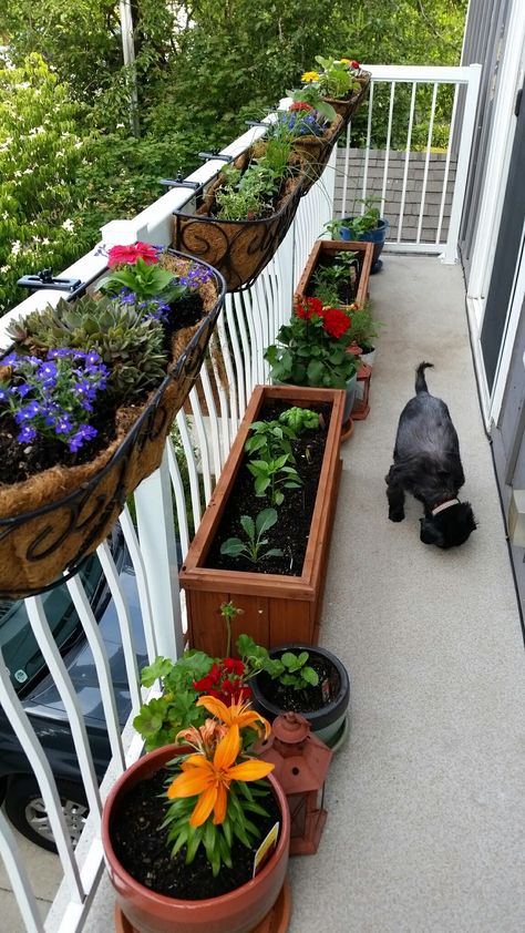 My cute deck garden with hanging baskets with flowers and herb in alternating baskets and vegetables in planter boxes. Along with vegetables, herbs and flowers in pots Hanging Basket Vegetables, Baskets With Flowers, Suburban Homesteading, Flowers In Pots, Small Theatre, Herbs And Flowers, Deck Garden, Planter Box, Hanging Rail