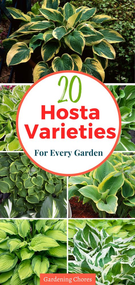 Ready to add a touch of magic to your garden? Dive into the world of hostas with our essential guide! Learn how to grow and care for these stunning perennials, and discover 20 enchanting varieties to elevate your outdoor space. Click here to unlock the secrets of hosta gardening! Types Of Hostas, Hosta Care, Original Flowers, Hosta Varieties, Hosta Gardens, Hosta Plants, Dry Garden, Unsung Hero, Pretty Plants