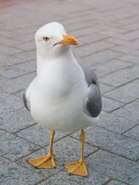 Seagulls Aesthetic, Seagulls Photography, Seagull Photo, Seagull Photography, Herring Gull, Sea Gulls, Watercolor Paintings Of Animals, Coastal Birds, Bird Stand