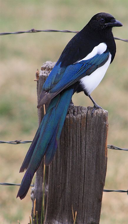 Eurasian Magpie, Magpie Art, Magpie Bird, Jackdaw, Bird Artwork, Nature Birds, Animal References, Bird Pictures, Pretty Birds