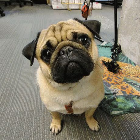 Pug Gifs, Pug Birthday, Head Tilt, Pug Pictures, Cute Pugs, Pug Love, Pug Life, Dog Gifs, Great Friends