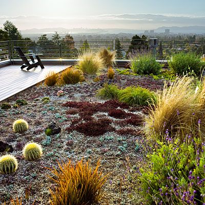 These unthirsty succulents, flowers, and grasses thrive with little care in a rooftop garden. The roof belongs to the much-lauded Margarido House, the first residence in Northern California to earn LEED-H Platinum certification. Water Garden Plants, Low Water Plants, Low Water Gardening, Drought Tolerant Landscape, Dry Garden, Low Maintenance Landscaping, Low Maintenance Garden, Rooftop Garden, Drought Tolerant Plants