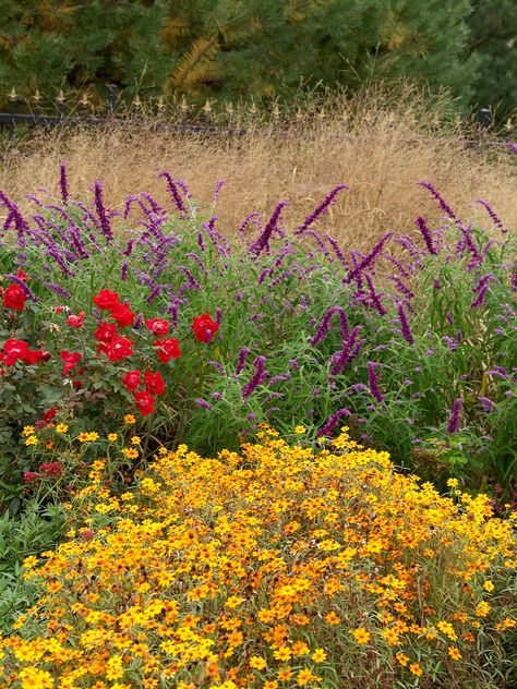 Mexican Sage Landscape, Flower Color Wheel, Plant Color Palette, Double Knockout Roses, Mediterranean Terrace, Mexican Sage, Orange Zinnia, Colorful Flower Garden, California Landscaping