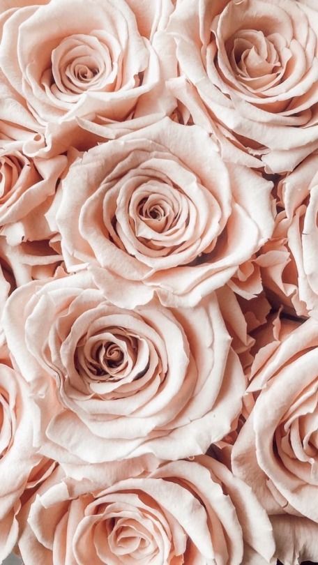 Blush Roses Phone Wallpaper Pastel, Tapete Gold, Cow Print Wallpaper, Photo Rose, Wallpaper Iphone Boho, Bulk Wedding Flowers, Pink Wallpaper Girly, Diy Bouquets, Phone Background Patterns