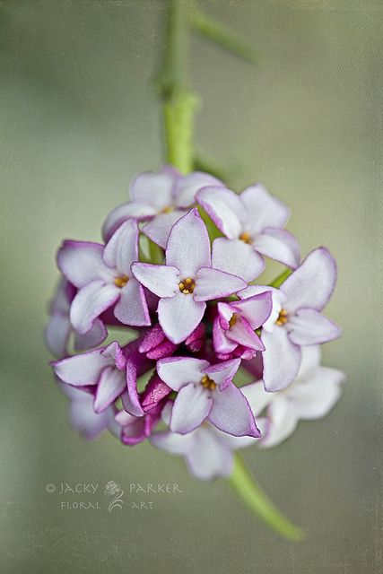 Daphne Delight | The beautiful spring flowering Daphne Bholu… | Flickr Daphne Bholua, Daphne Flower, Floral Mandala Tattoo, Horse Country, Poisonous Plants, New Flower, Watercolor Flowers Paintings, Botanical Painting, Fragrant Flowers