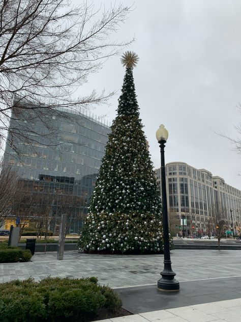 #washington #dc #christmas #winter #tree Winter In Washington Dc, Christmas In Washington Dc, Washington Dc Christmas, Washington Dc Winter, Dc Winter, Dc Christmas, Winter Tree, Winter Travel, Senior Year