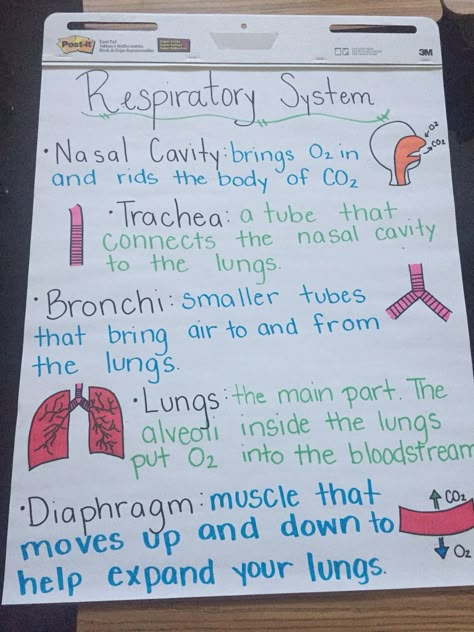 Respiratory Anchor Chart Respiratory System Projects Poster, The Respiratory System Notes, Body Systems Anchor Chart, Respiratory System Anatomy Notes, Human Respiratory System Notes, Respritory System, Respiratory System Poster, Respiratory System Notes, Anatomy Respiratory System