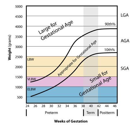 Weight Pictures, Chromosomal Abnormalities, Postpartum Nursing, Amniotic Fluid, Gestational Age, Weight Charts, Pregnancy Symptoms, Muscle Tissue, Loose Skin