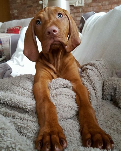 Hungarian Vizsla Dog Lovers! look no further! We have the best range of Dog, Cat & Animal pillows & cushion without doubt!  Cushion Co Pfp Animal, Vizsla Aesthetic, Pre Vizsla, Hungarian Wirehaired Vizsla, Hungarian Visla Puppy, Puppy Pose, Hungarian Vizsla Puppy, Vizsla Dog, Vizsla Puppy