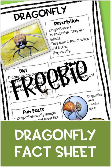 Dragonfly Preschool Activities, Dragonfly Activities, Dragonfly Facts, Insect Unit Study, Preschool Bugs, Story Time Ideas, Interesting Insects, Bug Activities, Insect Unit