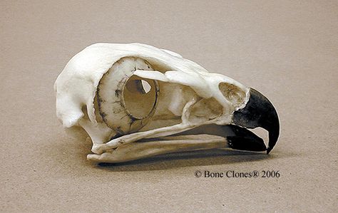 Red-tailed Hawk Skull Bone Clones BC-078 Hawk Skull, Bird Bones, Eagle Skull, Harpy Eagle, Skull Reference, Animal Skeletons, Vulture Culture, Skeleton Bones, Skeleton Watches