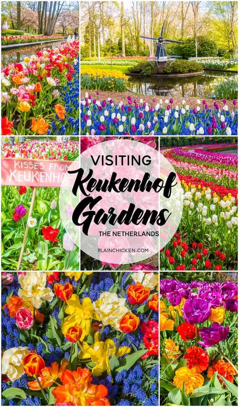 Keukenhof Gardens Netherlands, Stephanie Parker, Keukenhof Gardens, Photography Places, Azaleas Garden, Everest Base Camp Trek, Plain Chicken, Popular Travel Destinations, Netherlands Travel