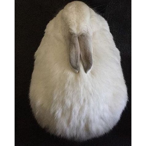 A bunny loaf Bunny Loaf, A Bunny, Zodiac Signs, Cute Animals, Signs, Animals