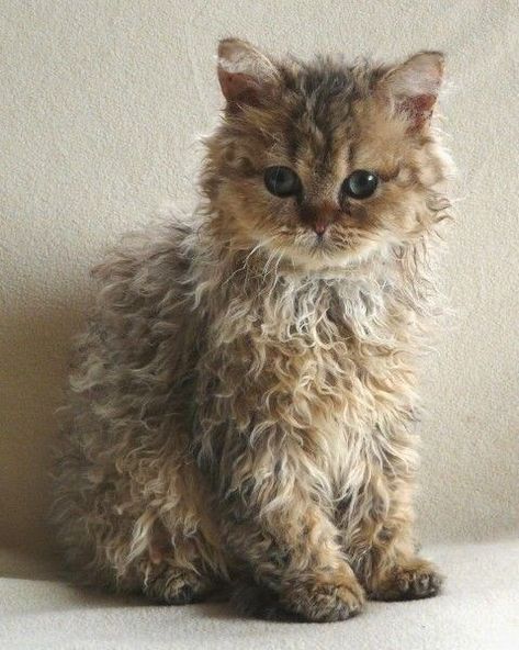 Curly Haired Cat, Selkirk Rex Kittens, Super Cute Kittens, Laperm, Selkirk Rex, Rex Cat, Söt Katt, Scottish Fold, Cute Kittens