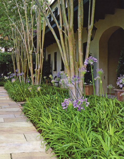 Agapanthus Agapanthus Landscaping, Agapanthus Landscaping Garden Design, Agapanthus And Hydrangea, Agapanthus Around Pool, Watercolor Agapanthus, Agapanthus Blue, Mass Planting, Bay Tree, Stone Planters