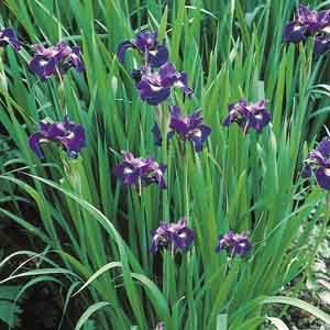 Iris Flowers Garden, Iris Sibirica, Siberian Iris, Japanese Iris, Large Backyard Landscaping, Creeping Jenny, Perennial Border, Backyard Landscape, Garden Life