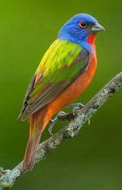 Bunting Bird, Painted Bunting, Most Beautiful Birds, Kinds Of Birds, Bird Supplies, Colorful Bird, Nature Birds, Bird Pictures, Exotic Birds