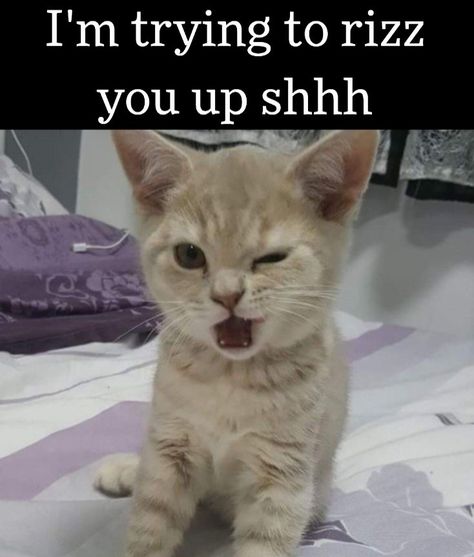 Flirty Cat, Funny Looking Cats, Cute Cat Memes, Cat Shedding, A Vet, Silly Cats Pictures, Best Friends Funny, Funny Animal Jokes, Cat Photography