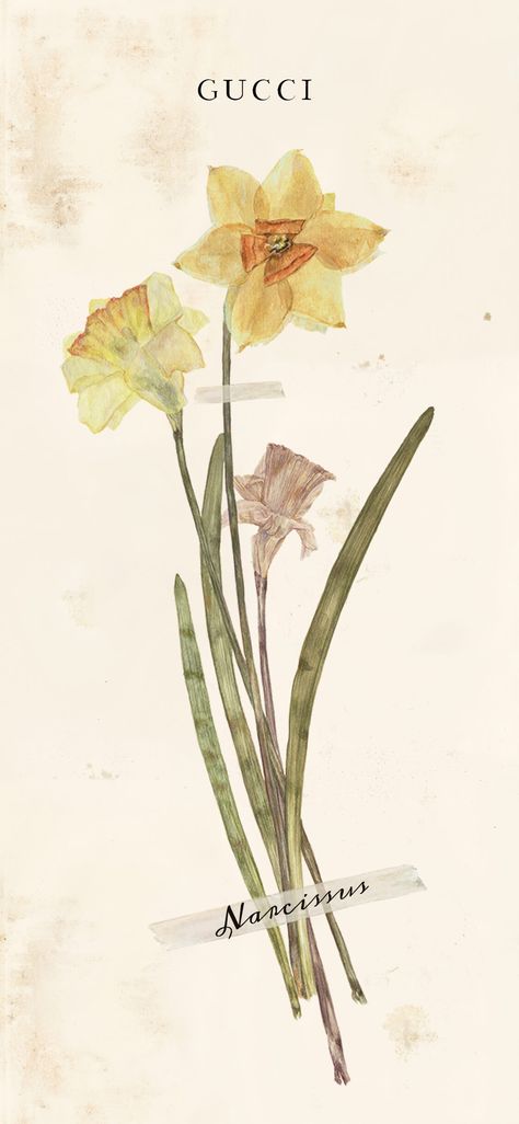 Narcissus Wallpaper, Narcissus Flower, Daffodil Flower, Flower Phone Wallpaper, Scrapbook Journal, Embroidery Inspiration, Birth Flowers, Flower Wallpaper, Wallpaper Aesthetic