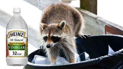 Will Vinegar Keep Raccoons Away Get Rid Of Raccoons In Yard, Racoon Repellent, Raccoon Repellent, Getting Rid Of Raccoons, Peppermint Spray, Garden Food, Pet Door, Food Scraps, Nocturnal Animals