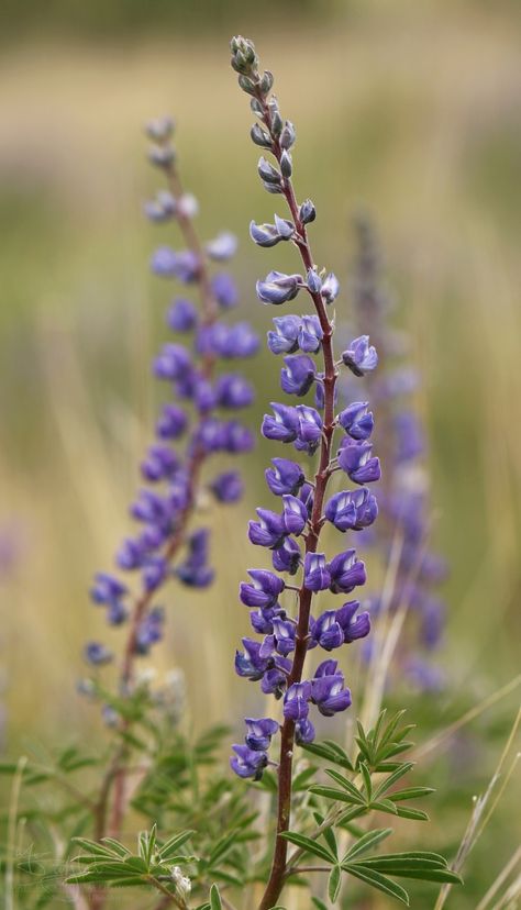 Silvery Lupine – A Naturalist's Journey Silvery Lupine, Lupin Flower, Strawberry Bush, Prairie Flowers, Baptisia Australis, Witchy Garden, Lupine Flowers, Prairie Flower, Asclepias Tuberosa