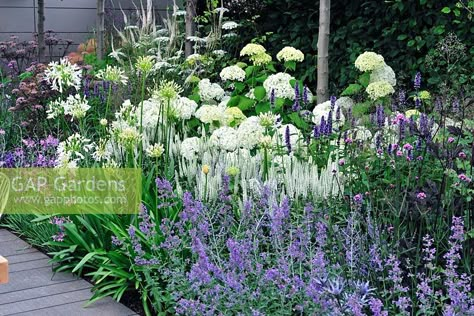 Vestra Wealth's Vista. Hydrangea arborescens 'Annabelle' and nepeta in border. Hydrangea Arborescens Annabelle, Hydrangea Landscaping, Types Of Hydrangeas, Hydrangea Arborescens, Driveway Landscaping, Back Garden Design, Hydrangea Garden, Have Inspiration, Garden Borders