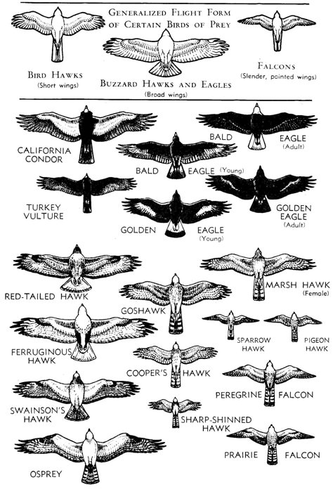 Mahafreed Irani on Twitter: "Birds of Prey: #Hawks vs #Eagles vs #Falcons. via @wild_culture http://t.co/Ei5gdL7dHG" / Twitter National Parks Tattoo Ideas, Tattoo Ideas Eagle, Yosemite Tattoo, Eagle Back Tattoo, Bird Of Prey Tattoo, Small Eagle Tattoo, Falcon Tattoo, Hawk Tattoo, Tatuagem Masculina Pequena