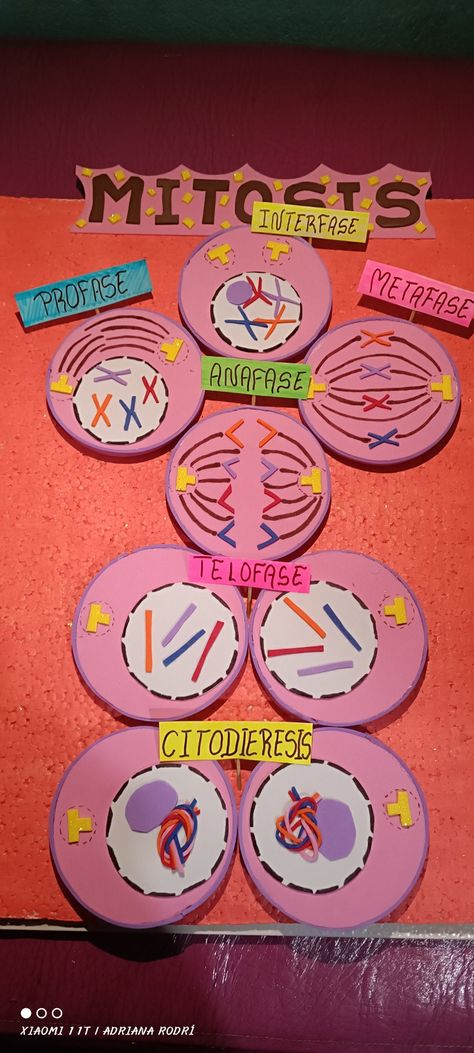 Organelle Project Ideas, Mitosis Poster, Mitosis And Meiosis Notes Aesthetic, Bio Diagrams, Mitosis Project, Meiosis Project, Meiosis And Mitosis Project, Meiosis Activity, Mitosis And Meiosis