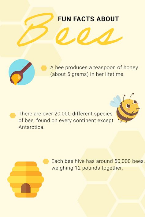 Start your day right with some fun facts bee facts. Facts About Honey, Facts About Insects, Honey Facts, Fun Facts About Sea Animals, Fun Facts About Bees, Bee Gifts, Bee Hive, Picture Wall, Some Fun